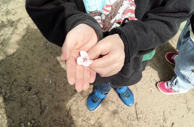 ３/３０今日の子どもたち（りす組・くま組・きりん組・ぞう組）