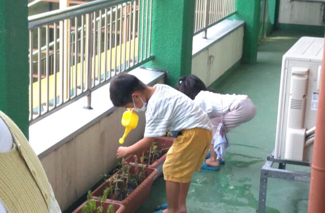 夕方の水やり💦