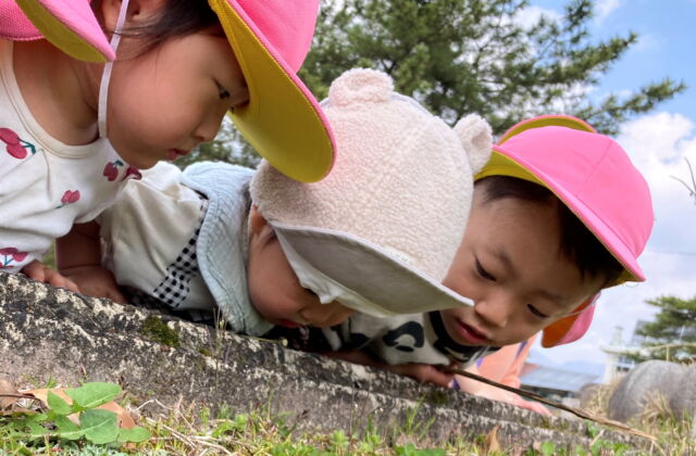 牡丹公園へ行きました（ひよこ・うさぎ組）
