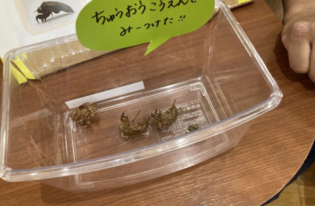 蝉の抜け殻,みーつけた！