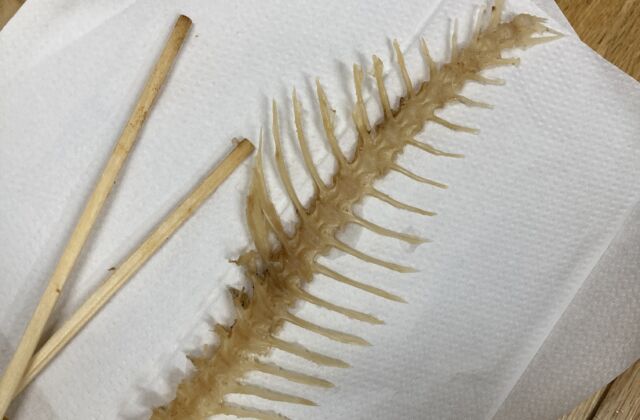 魚の骨の図鑑を作るために…