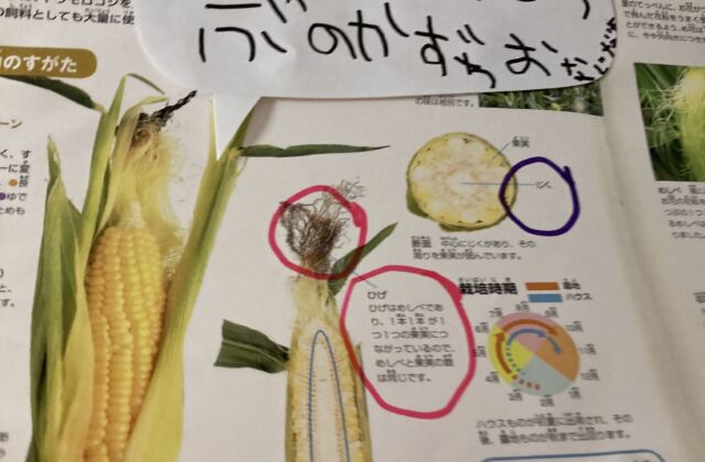トウモロコシの種って…？🌽