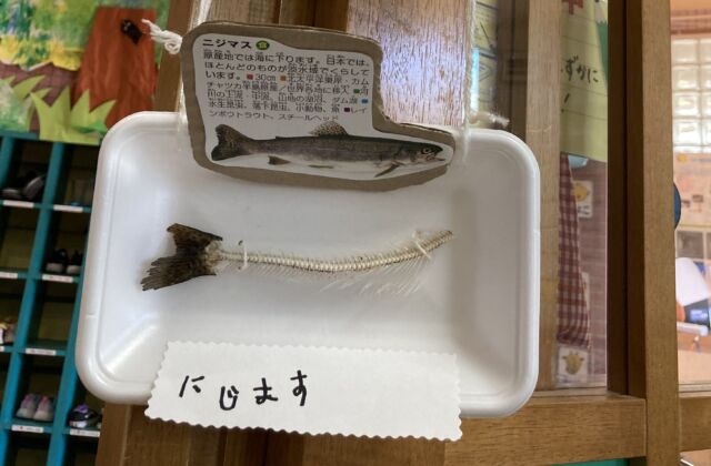 魚の骨の図鑑を見てもらおう！！