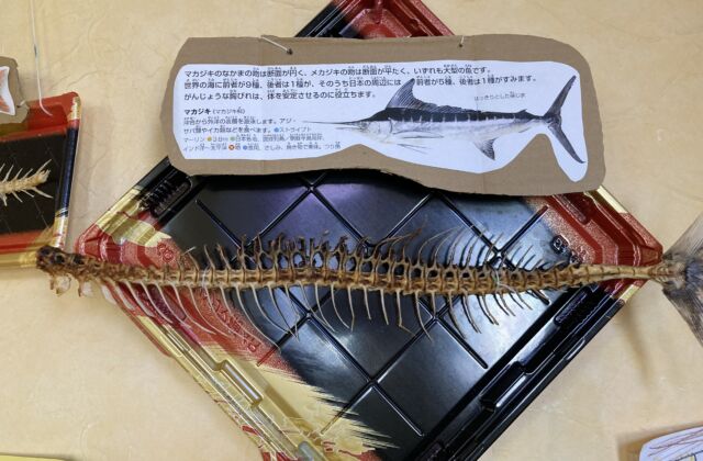 魚の骨図鑑　第一弾　完成☆